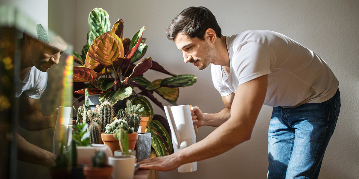 Man watering cacti plants in his living room to alleviate social anxiety during the COVID-19 pandemic